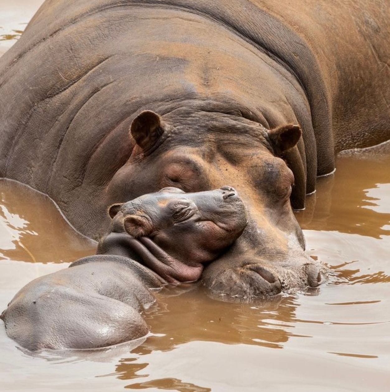 Mom and baby Hippo